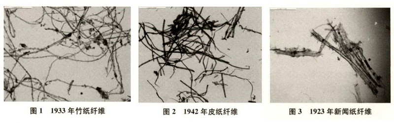 竹紙、皮紙、新聞紙纖維圖譜